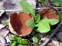 Fungo a tazza Peziza