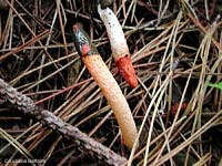Mutinus caninus