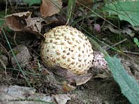Scleroderma citrinum