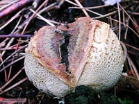Scleroderma citrinum - maturo