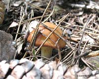 Fungo pinarolo Suillus granulatus