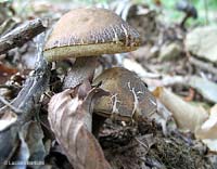 Fungo Leccinum carpini - 18.6.2007
