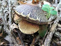 Fungo Leccinum carpini - 18.6.2007