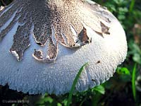 cappello scuamato della mazza di tamburo Macrolepiota excoriata - 10.2006