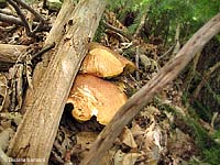 Due porcini - Boletus aestivalis - 11.6.2008