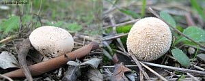 due vesce Lycoperdon molle