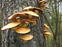 funghi gialli su un tronco