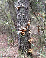 Funghi su tronco di pino - Gymnopilus spectabilis