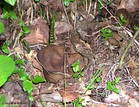 Helvella acetabulum
