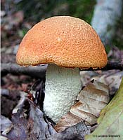 Leccinum aurantiacum il boleto dal cappello arancio - 20.9.2002