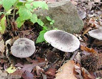 Tricholoma sp.