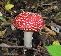 Fungo Amanita muscaria 