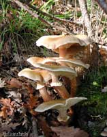 Armillaria mellea - 22.10.2004