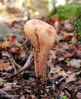 fungo a forma di mazza - Clavaria pistillaris