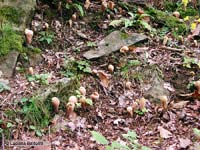 Clavaria sp