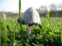 il fungo dell'inchiostro - Coprinus sp.