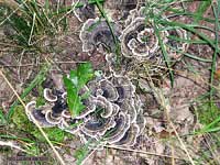 Coriolus versicolor - 13.9.2002