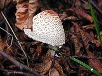 Lepiota cristata - 21.9.2002