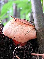 Fistulina hepatica 30.8.2002
