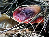 Fistulina hepatica 30.8.2002