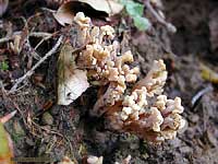 Manine Ramaria sp. - 17.9.2002
