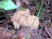 Manine Ramaria sp. - 12.10.2003