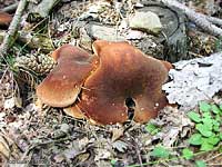 Paxillus sp.