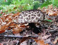 Strobilomyces strobilaceus - 20.9.02
