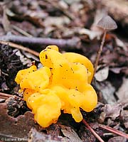 fungo gelatinoso - Tremella-mesenterica