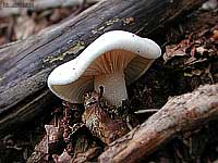 Hygrophorus sp. - 11.9.2002