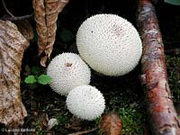 Lycoperdon perlatum - 29.3.2008