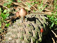 Mycena seynii - 22.9.2006