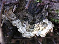 Fungo legnoso Auricularia mesenterica - 1.2.2006