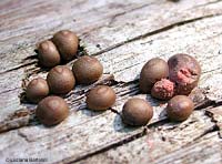 Lycogala epidendrum - 14.7.2006