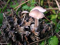 Mycena seynii