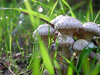 Funghetti bianchi Pholiota sp. fra l'erba - 25.10.2006