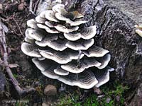 Trametes versicolor - 5.10.2006