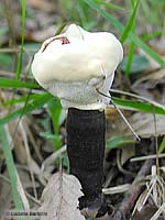 Ganoderma lucidum - 4.10.2004