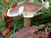 Tricholoma saponaceum - 8.11.2005 