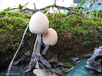 funghi su legno morto