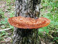 Polyporacee