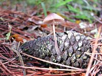 Mycena seynii - 18.9.2006