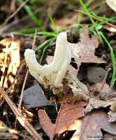 Clavulina sp. - 8.11.2005