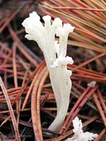 Clavulina sp. - 26.10.2004