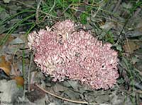 Manine Ramaria botrytis - 26.10.2001
