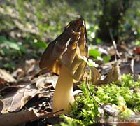 Morchella semilibera