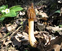 Morchella il fungo spugnoso