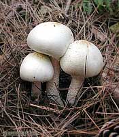 Agaricus sp. - prataioli