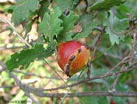 Andricus quercustozae