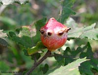 Andricus quercustozae su Quercus sp.